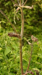 Heracleum sphondylium