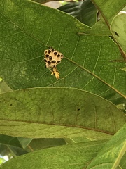 Mischocyttarus basimacula