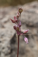 Allium trichocnemis