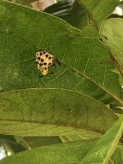 Mischocyttarus basimacula