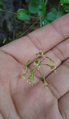 Commicarpus scandens