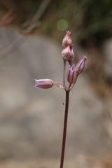 Allium trichocnemis