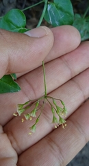 Commicarpus scandens