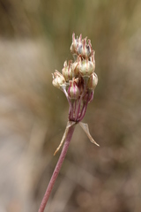 Allium trichocnemis