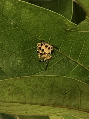 Mischocyttarus basimacula