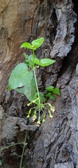 Commicarpus scandens