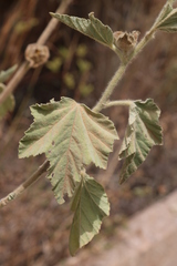 Malva olbia image