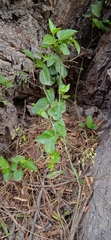 Commicarpus scandens