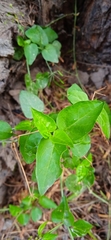 Commicarpus scandens
