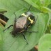 Yellowbelt Fruit Chafer - Photo (c) cati, some rights reserved (CC BY-NC), uploaded by cati