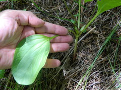 Trillium petiolatum