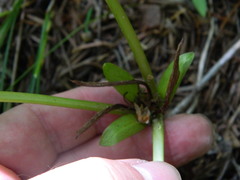 Trillium petiolatum