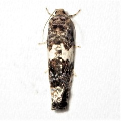 Pseudosciaphila duplex