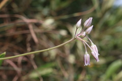 Allium trichocnemis