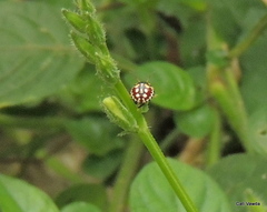 Caura rufiventris