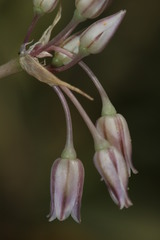 Allium trichocnemis
