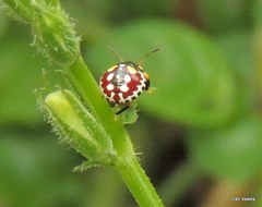 Caura rufiventris