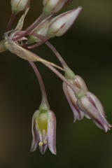 Allium trichocnemis