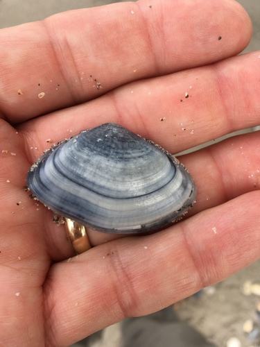 Iphigenia brasiliensis