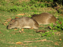 Brazilian Guinea Pig photo 4