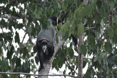 Cercopithecus neglectus