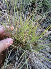 Nassella pulchra