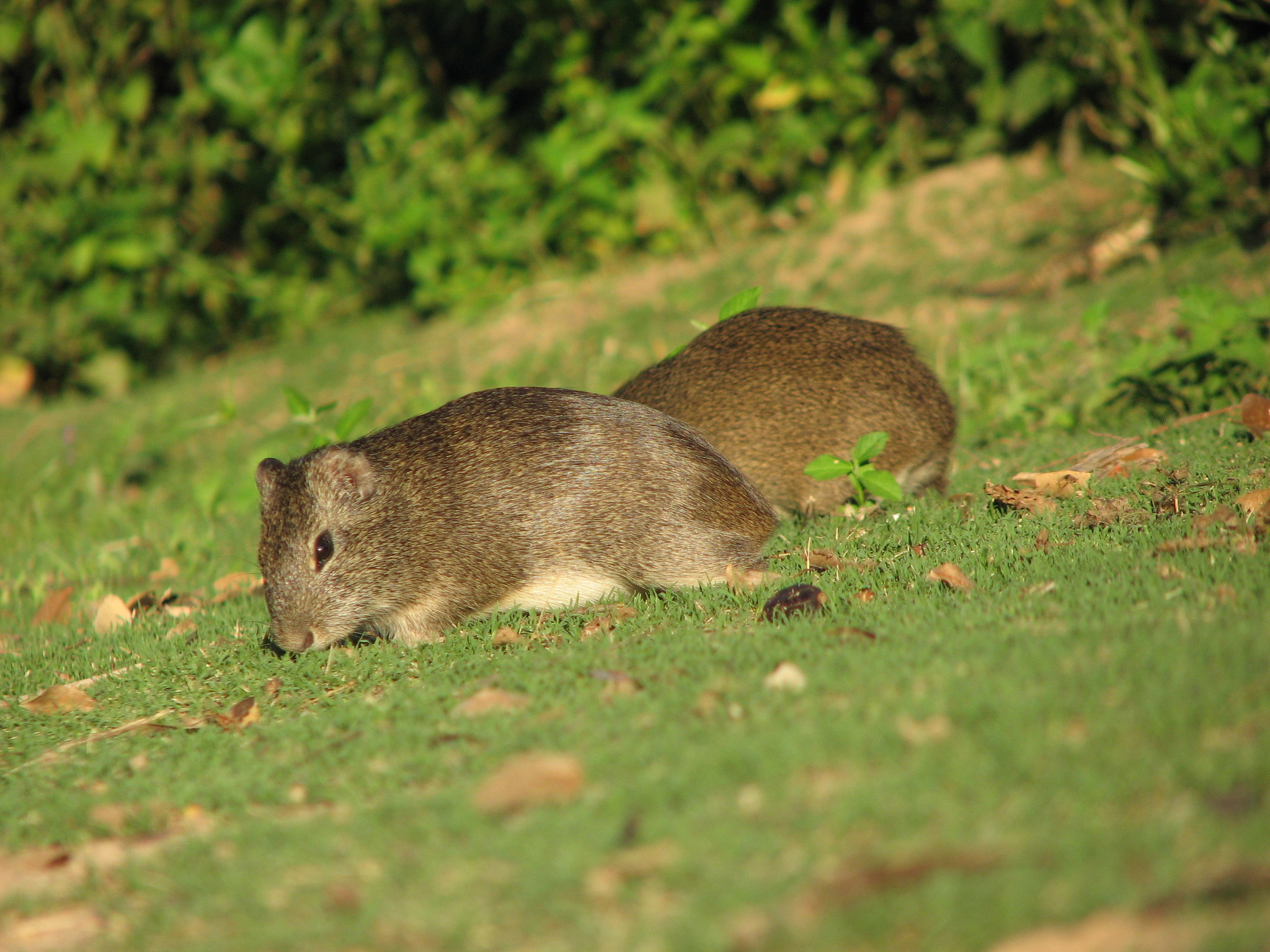 Cavia aperea