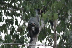 Cercopithecus neglectus