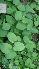 Reynoutria × bohemica