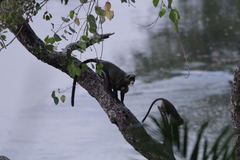 Cercopithecus neglectus