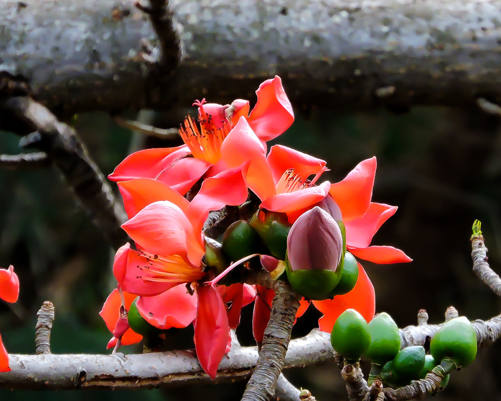 Bombax ceiba, Vila Antonio Vendas, Campo Grande - MS, Brasil