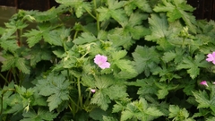 Geranium × oxonianum