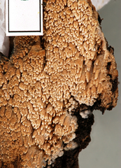Phlebia nothofagi