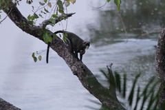 Cercopithecus neglectus