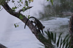 Cercopithecus neglectus