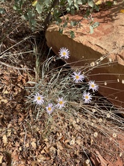 Erigeron utahensis