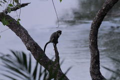 Cercopithecus neglectus