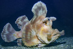 Rhinopias eschmeyeri