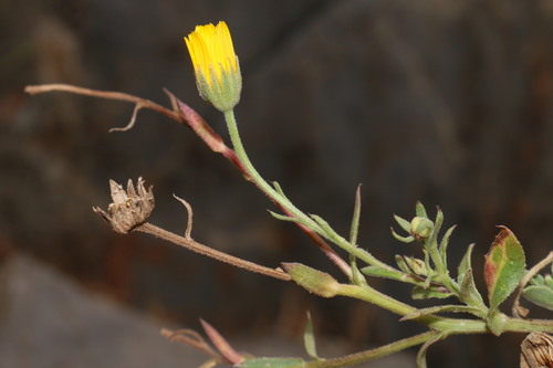 Calendula suffruticosa subsp. monardii image