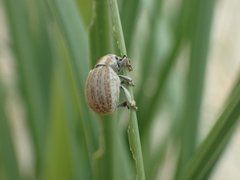 Philopedon plagiatum