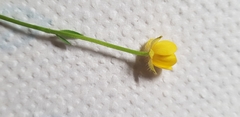 Ranunculus bulbosus