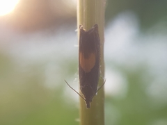 Dichrorampha alpinana