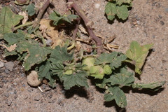 Malva parviflora image