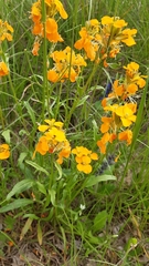 Erysimum odoratum