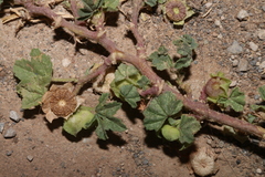 Malva parviflora image