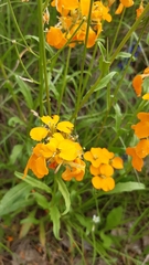 Erysimum odoratum