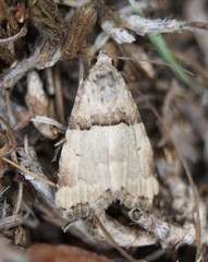 Cobubatha dividua