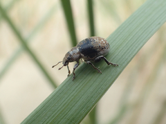 Philopedon plagiatum