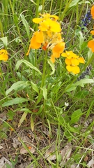 Erysimum odoratum