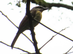 Myiodynastes hemichrysus